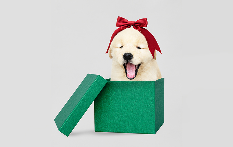 Pets are Cherished Companions, Not Gifts!
