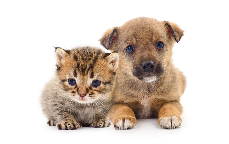 Getting a New Pet? Here’s What You Need to Know. 