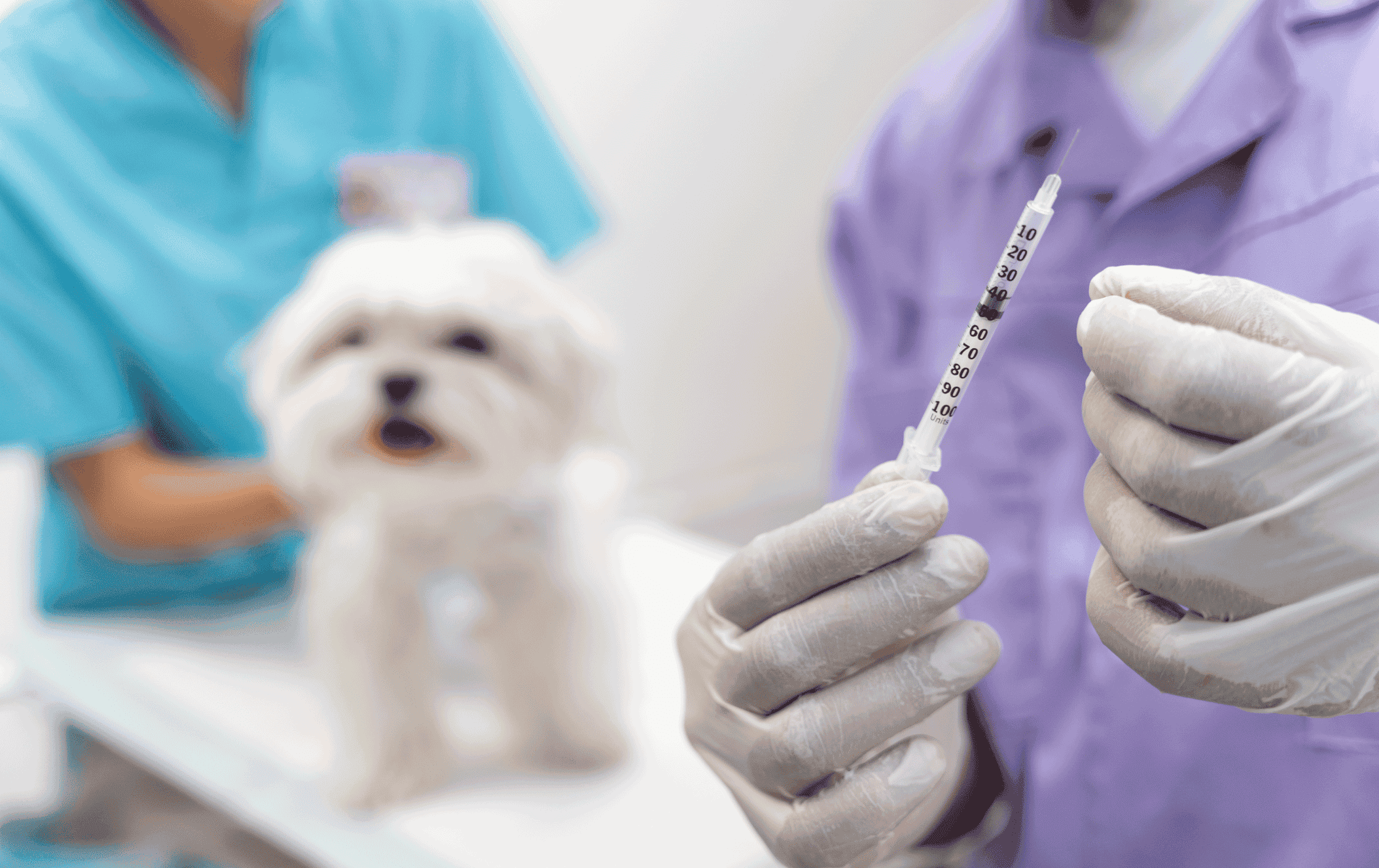 The Importance of Regular Vaccination and Deworming in Pets